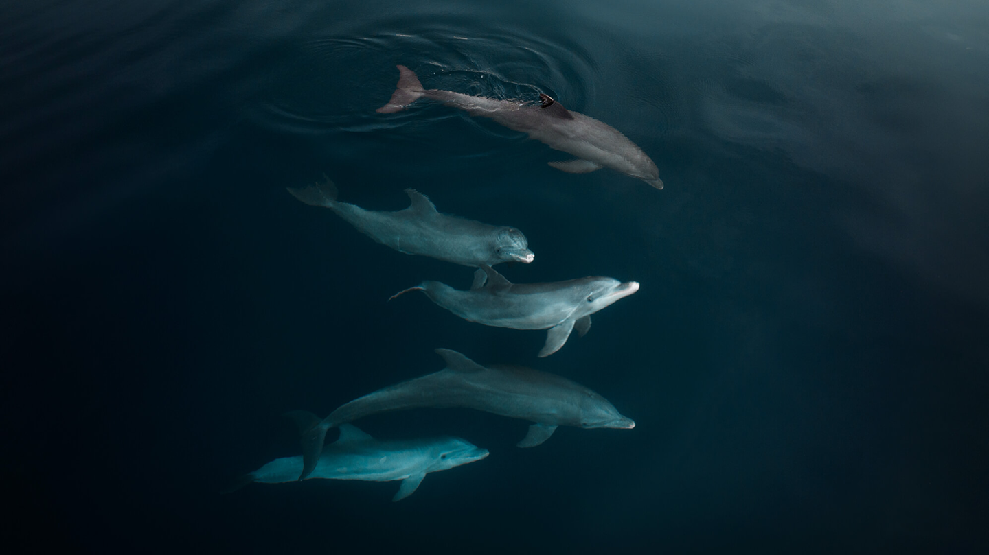 Дельфіни (2021), Пол Ніклен. Знято на Mavic 3©