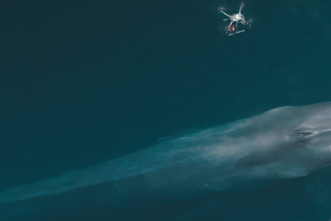 Як безпілотники DJI допомогли створити нову революцію в дослідженні китів 